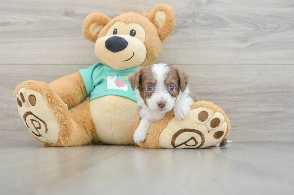 7 week old Mini Aussiedoodle Puppy For Sale - Seaside Pups