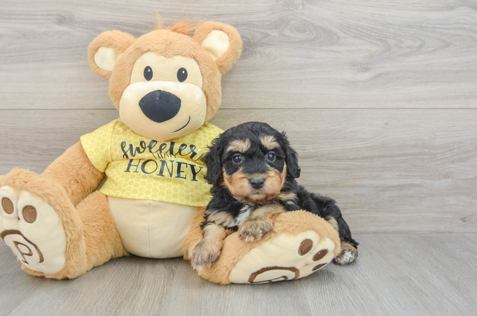 7 week old Mini Aussiedoodle Puppy For Sale - Seaside Pups