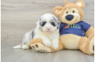 Mini Aussiedoodle Puppy for Adoption