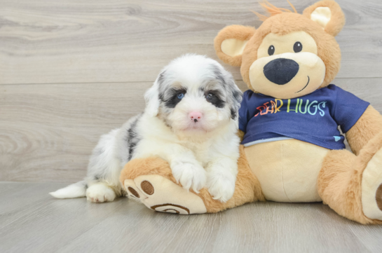 Mini Aussiedoodle Puppy for Adoption