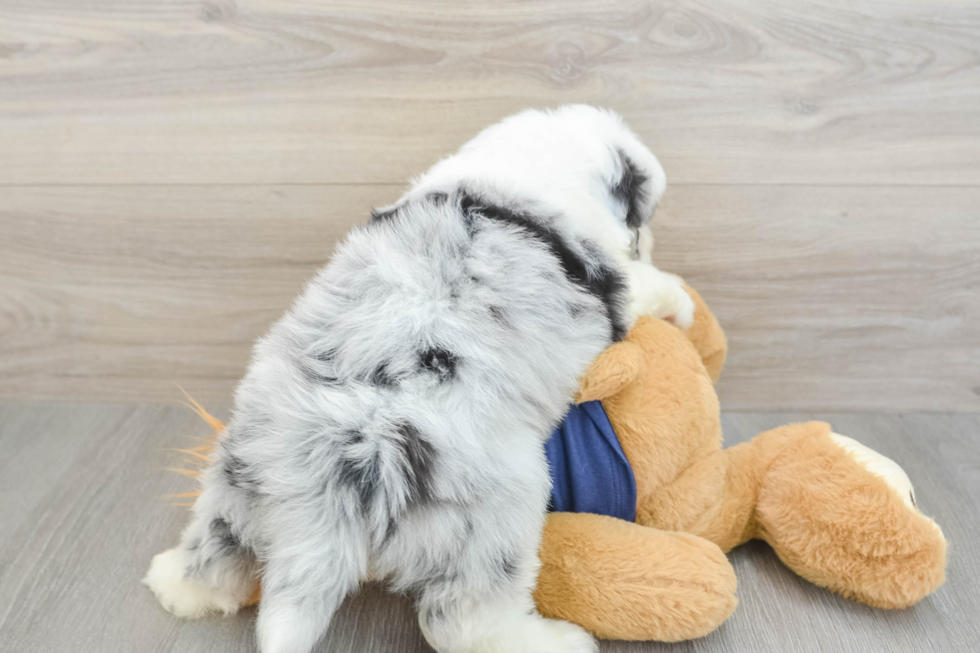 Mini Aussiedoodle Pup Being Cute
