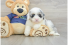 Mini Aussiedoodle Puppy for Adoption