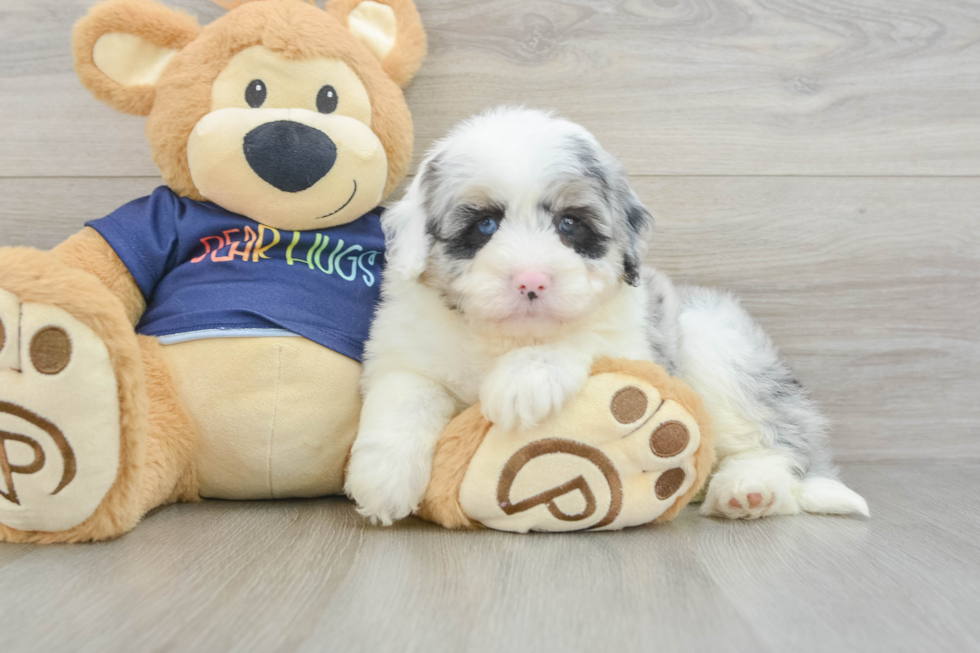 Mini Aussiedoodle Puppy for Adoption