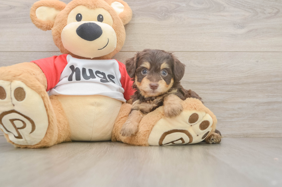 5 week old Mini Aussiedoodle Puppy For Sale - Seaside Pups