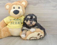8 week old Mini Aussiedoodle Puppy For Sale - Seaside Pups