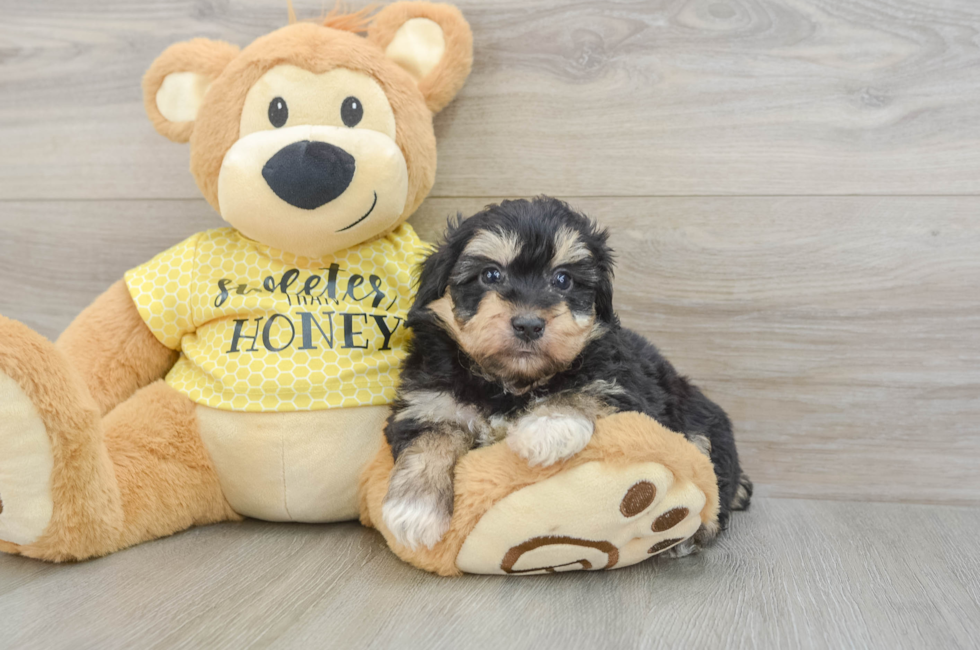 7 week old Mini Aussiedoodle Puppy For Sale - Seaside Pups