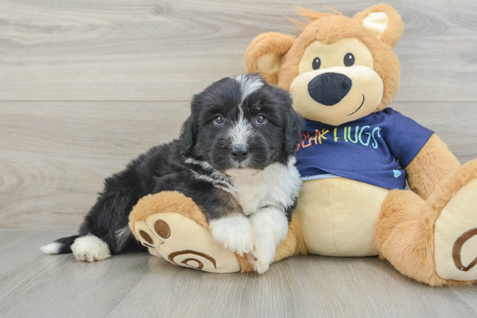 Adorable Mini Australian Shepherd X Poodle Mix Poodle Mix Puppy