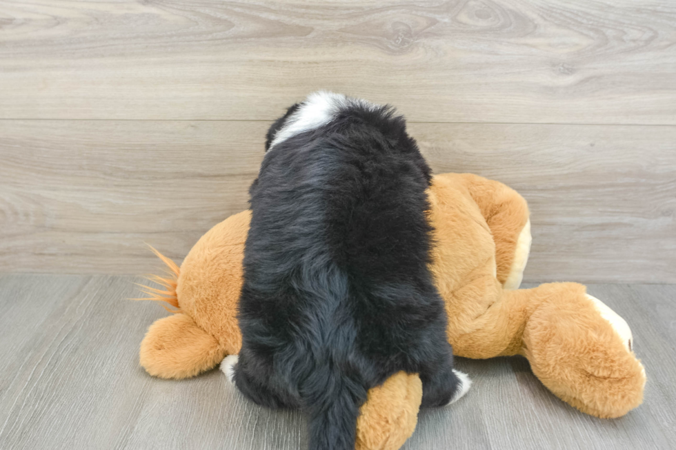 Best Mini Aussiedoodle Baby