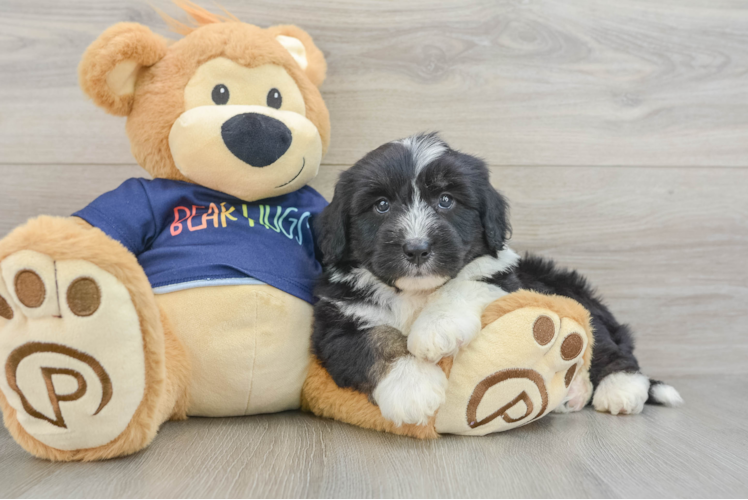 Petite Mini Aussiedoodle Poodle Mix Pup