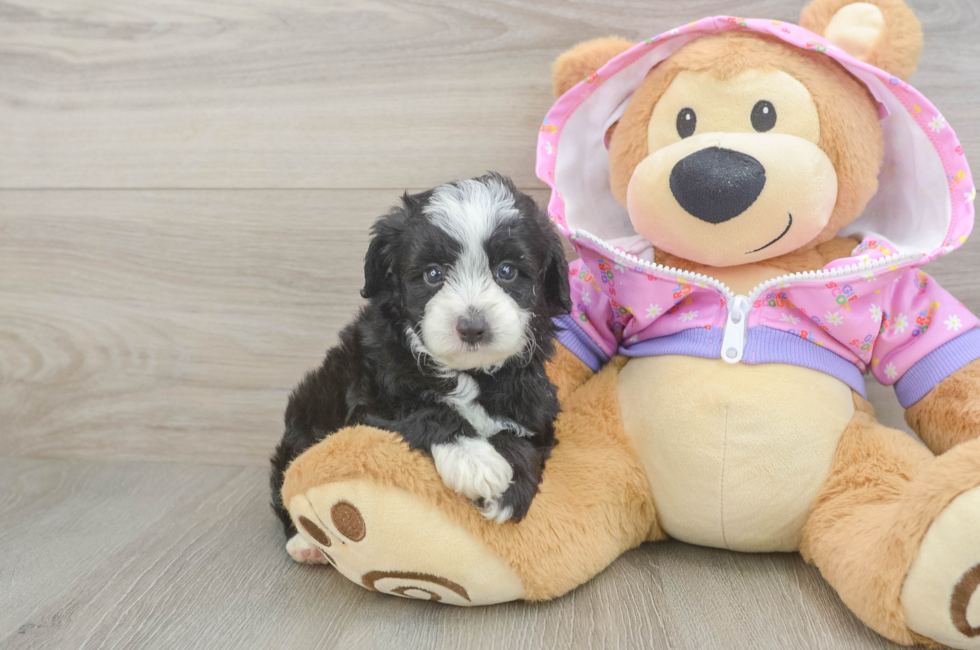 5 week old Mini Aussiedoodle Puppy For Sale - Seaside Pups