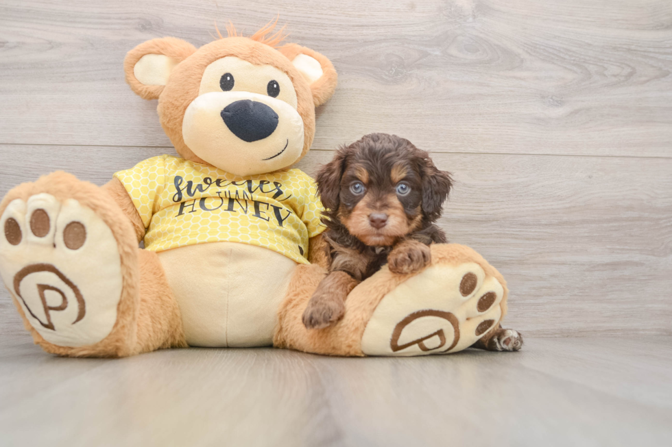 Mini Aussiedoodle Pup Being Cute