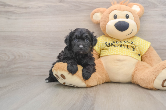 Popular Mini Aussiedoodle Poodle Mix Pup