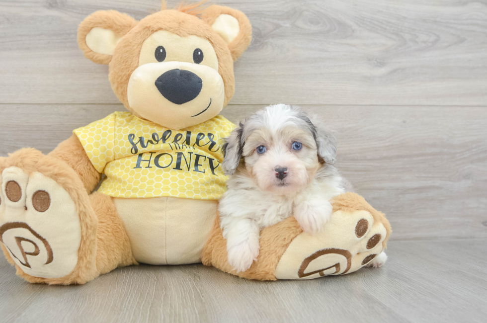 7 week old Mini Aussiedoodle Puppy For Sale - Seaside Pups