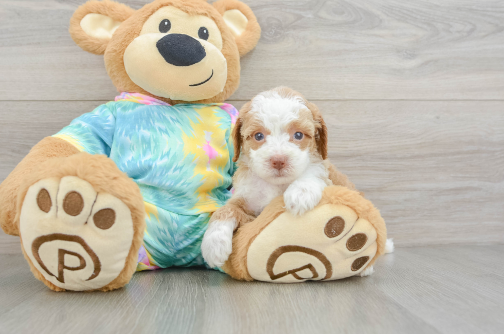 5 week old Mini Aussiedoodle Puppy For Sale - Seaside Pups