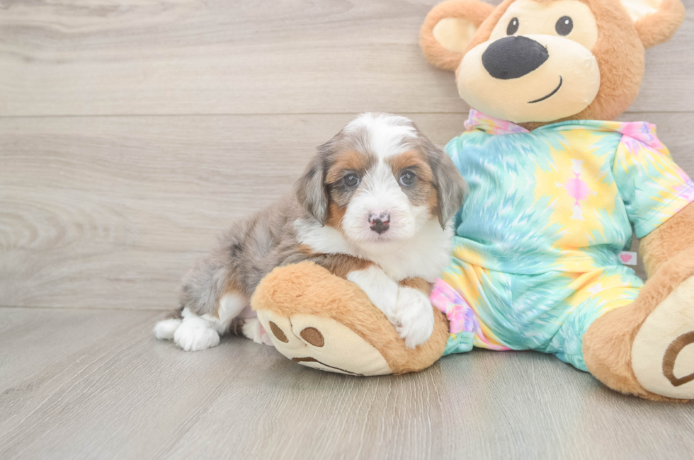 5 week old Mini Aussiedoodle Puppy For Sale - Seaside Pups