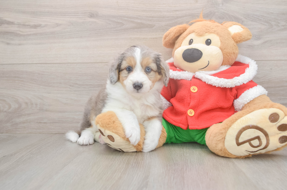5 week old Mini Aussiedoodle Puppy For Sale - Seaside Pups