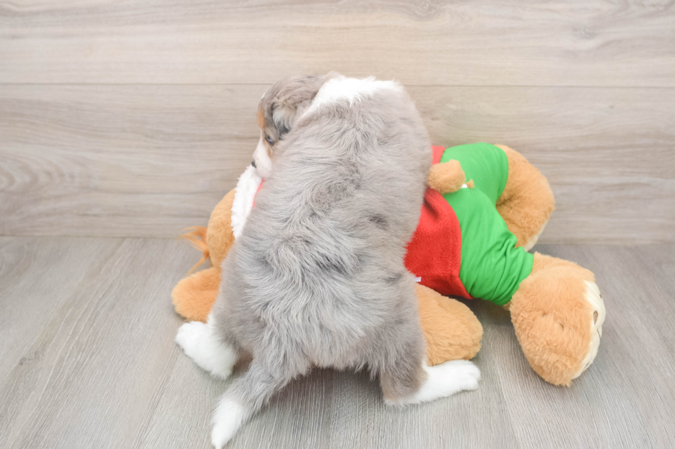 Energetic Aussie Poo Poodle Mix Puppy