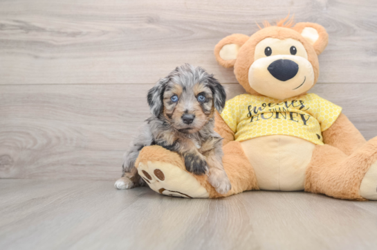 Best Mini Aussiedoodle Baby