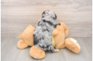 Little Mini Aussiepoo Poodle Mix Puppy
