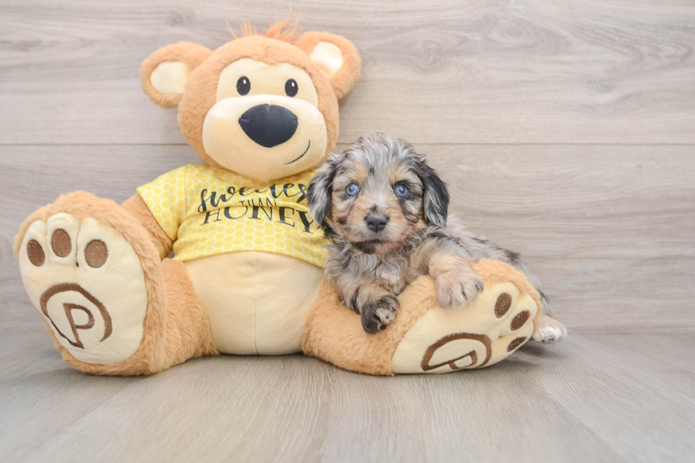 Mini Aussiedoodle Pup Being Cute