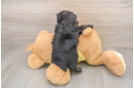 Cute Mini Aussiedoodle Baby