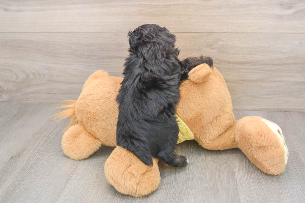 Cute Mini Aussiedoodle Baby