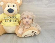 8 week old Mini Aussiedoodle Puppy For Sale - Seaside Pups