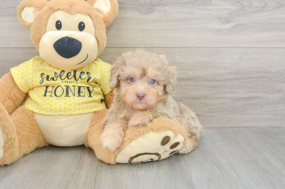 7 week old Mini Aussiedoodle Puppy For Sale - Seaside Pups
