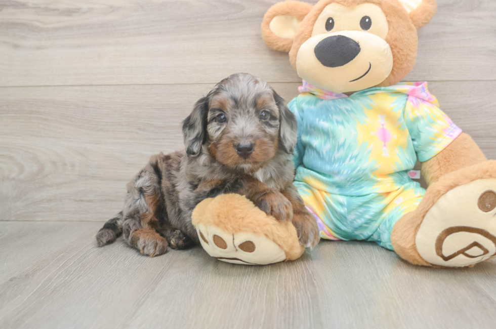 5 week old Mini Aussiedoodle Puppy For Sale - Seaside Pups