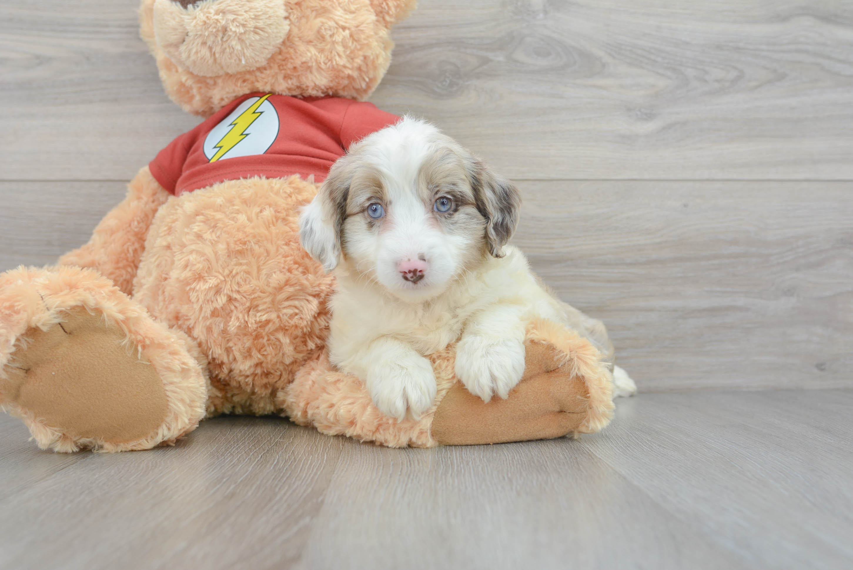 Australian shepherd best sale poodle mix puppy