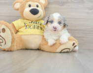 8 week old Mini Aussiedoodle Puppy For Sale - Seaside Pups