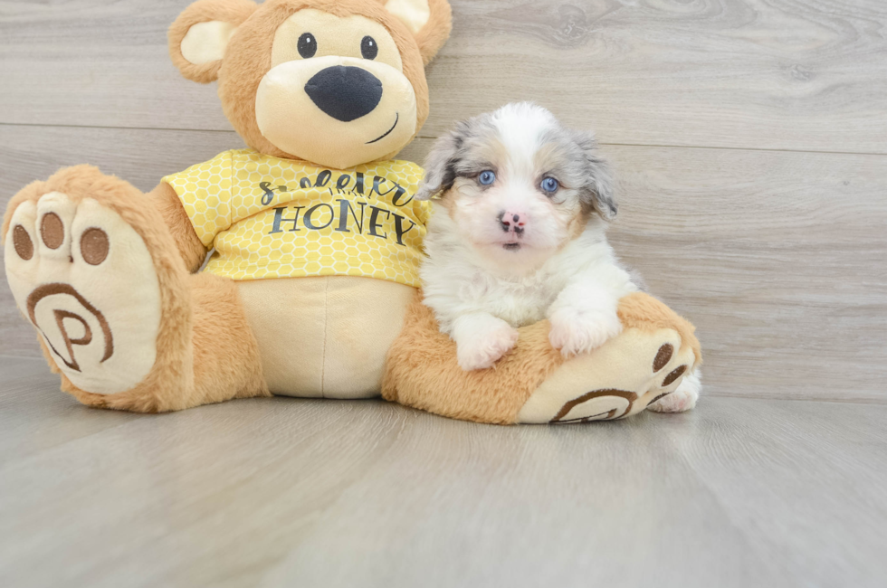 7 week old Mini Aussiedoodle Puppy For Sale - Seaside Pups