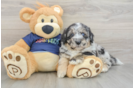 Funny Mini Aussiedoodle Poodle Mix Pup