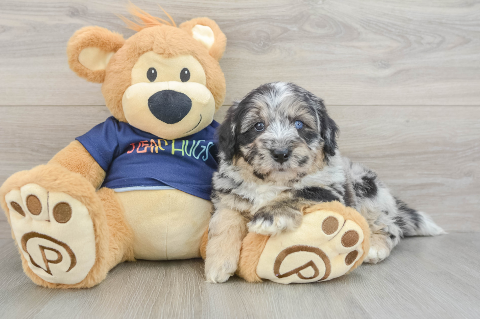 5 week old Mini Aussiedoodle Puppy For Sale - Seaside Pups
