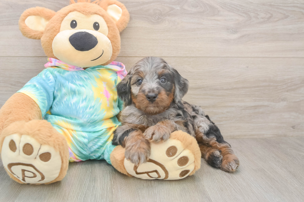 5 week old Mini Aussiedoodle Puppy For Sale - Seaside Pups