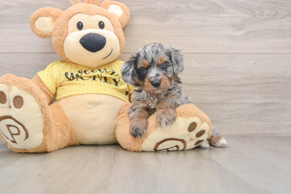 Small Mini Aussiedoodle Baby