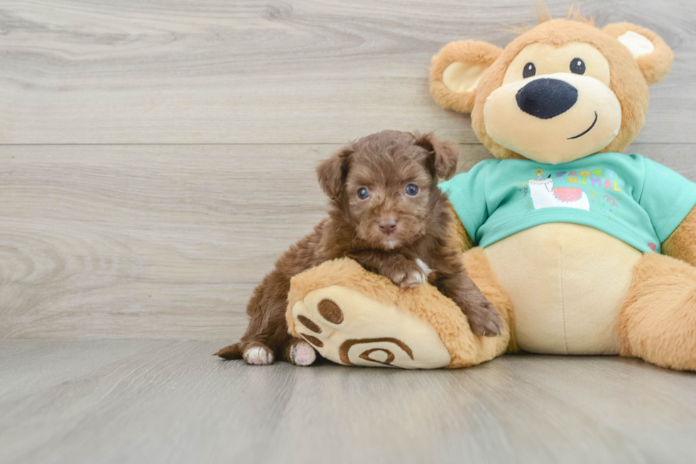 Petite Mini Aussiedoodle Poodle Mix Pup