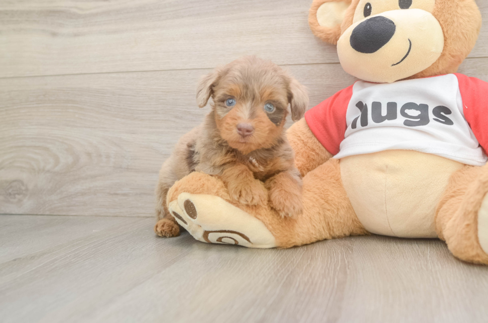 5 week old Mini Aussiedoodle Puppy For Sale - Seaside Pups