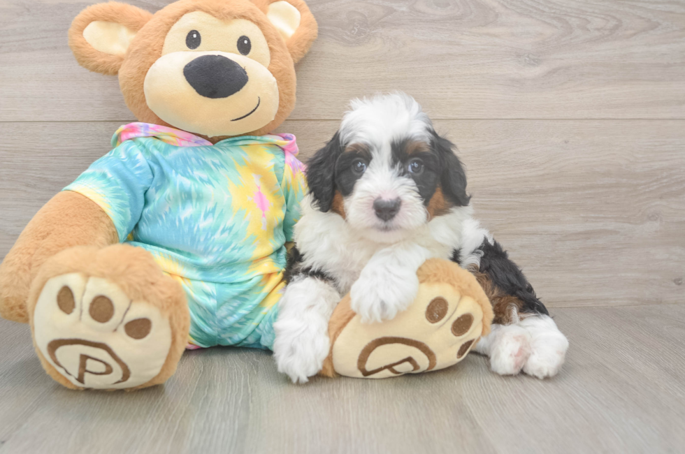 5 week old Mini Aussiedoodle Puppy For Sale - Seaside Pups