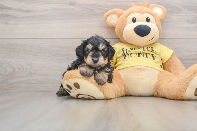 Energetic Aussie Poo Poodle Mix Puppy