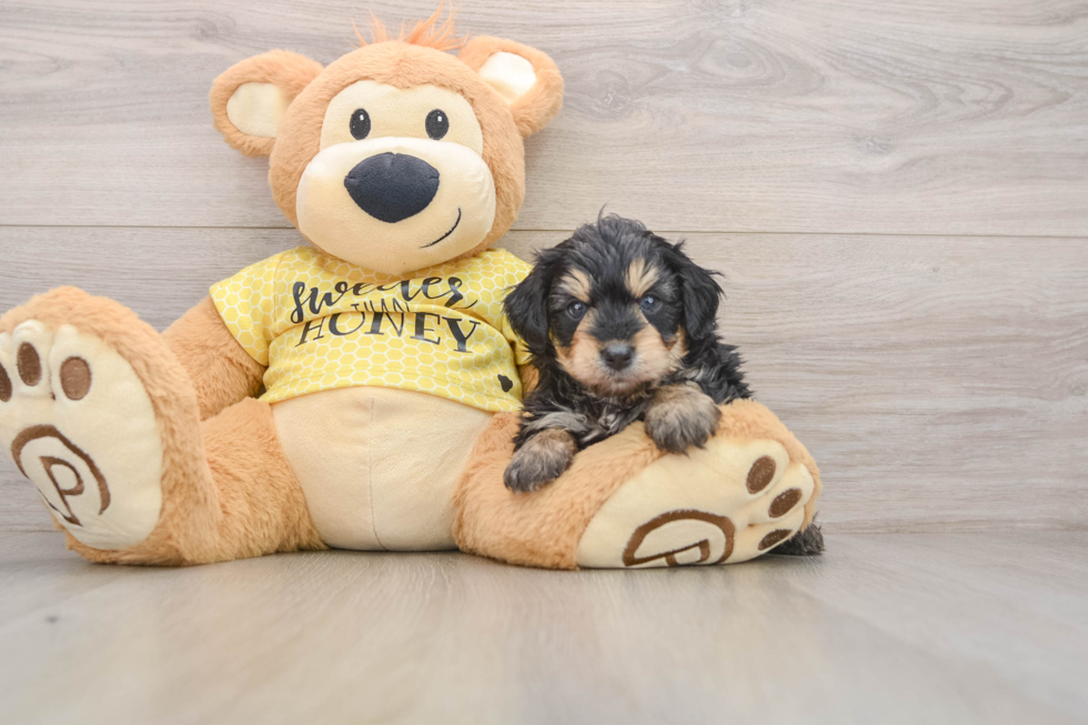 Mini Aussiedoodle Pup Being Cute