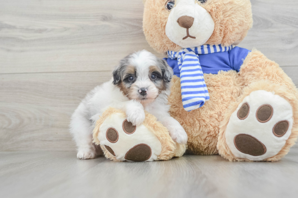 8 week old Mini Aussiedoodle Puppy For Sale - Seaside Pups