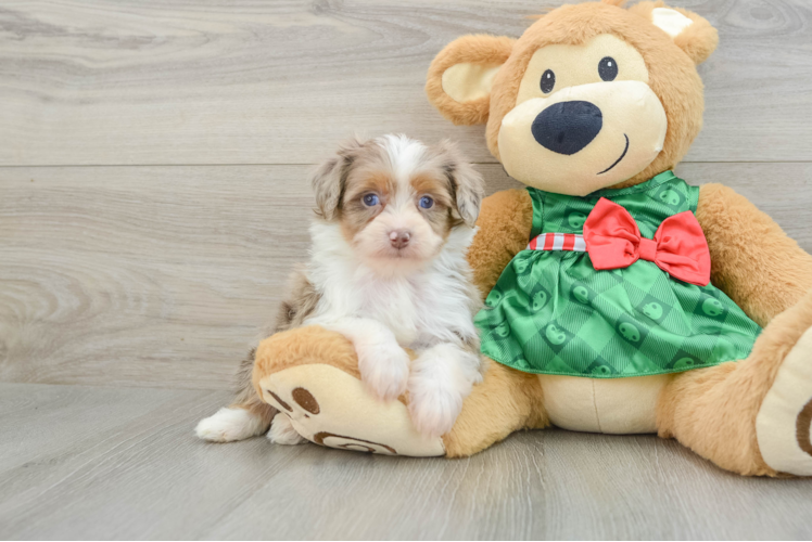 Adorable Mini Australian Shepherd X Poodle Mix Poodle Mix Puppy