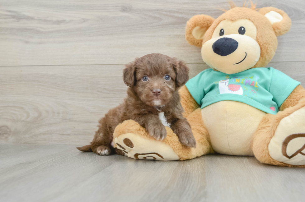 7 week old Mini Aussiedoodle Puppy For Sale - Seaside Pups