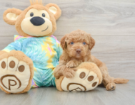 8 week old Mini Aussiedoodle Puppy For Sale - Seaside Pups