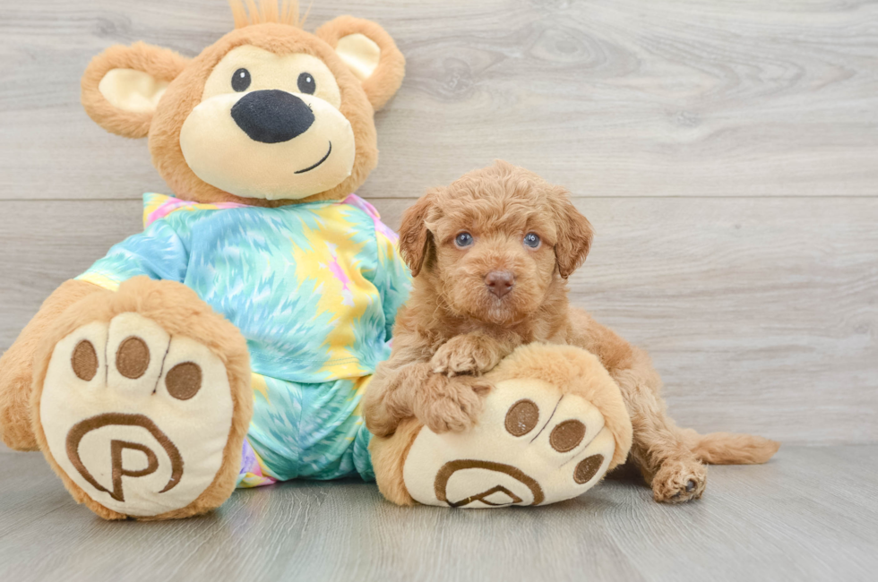 5 week old Mini Aussiedoodle Puppy For Sale - Seaside Pups