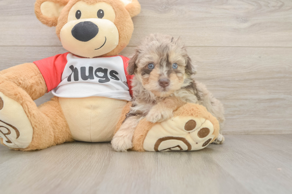 5 week old Mini Aussiedoodle Puppy For Sale - Seaside Pups