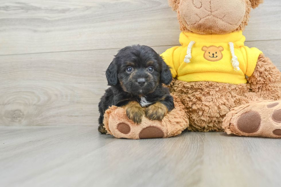 Playful Mini Aussiepoodle Poodle Mix Puppy