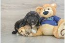 Cute Mini Aussiedoodle Baby