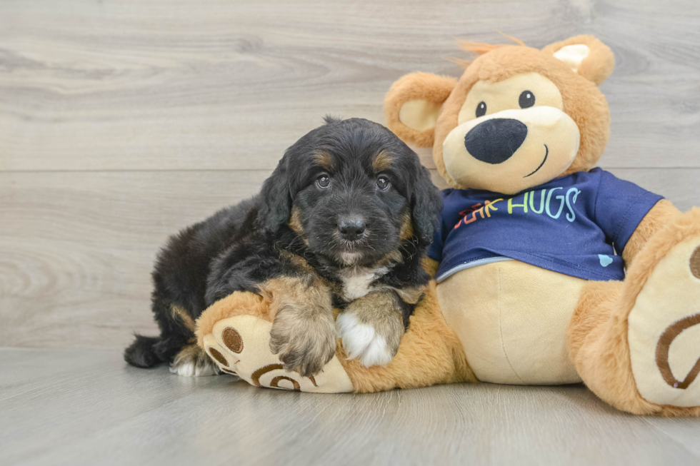 Cute Mini Aussiedoodle Baby